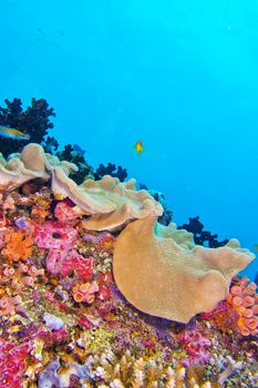 Coral Reef, South Ari Atoll, Maldives