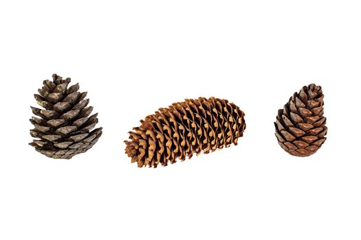 Set of brown pine cone isolated on white background