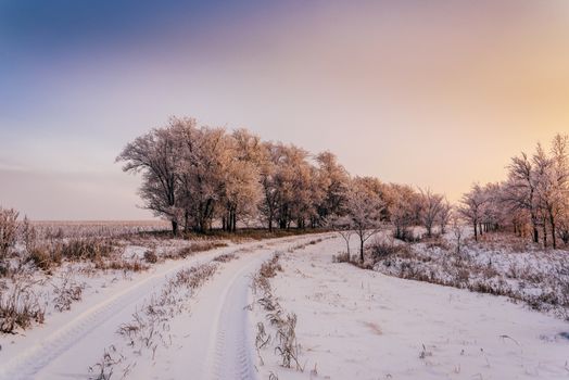 Winter road along trees in sunset light