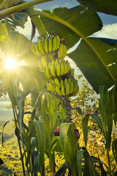Vertical shot of tropical banana tree scene with direct sunlight and sunbeams. Beauty in nature.