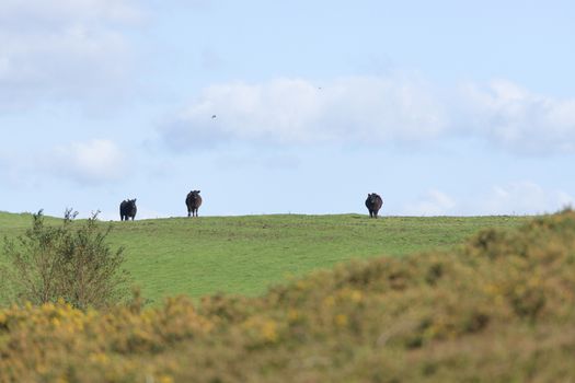 Three black cows on the horizon look at the camera, rural sunny day