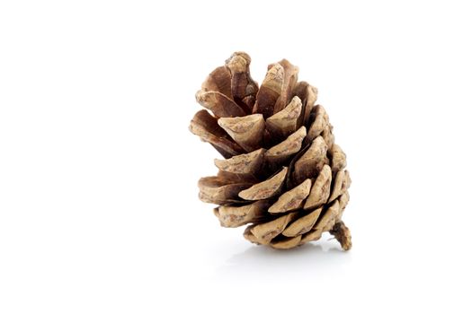 image of pinecone isolated on white background, closeup pine con