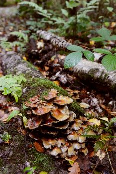 Patch of brown toadstools growing on a rotting log 
