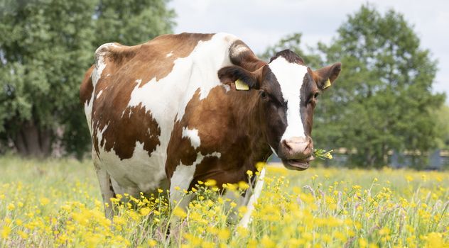 red and white spotted cow in meadow with yellow buttercup flowers