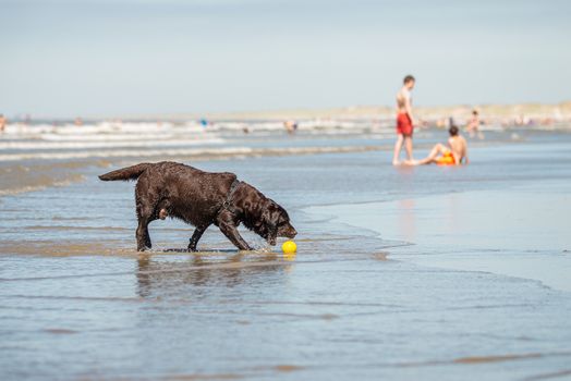 Dog at pet friendly beach, Scheveningen, the Hague Dutch coast, NL