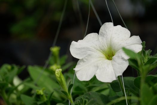 Close up image of white petunia
