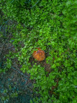 Red toadstool mushroom between small bushes with green leafs