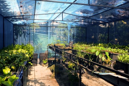 Greenhouse with cultivation of several plants