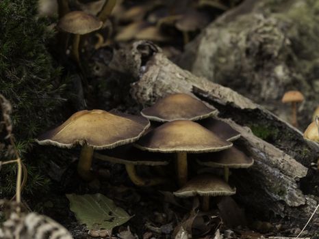 group of fungi in the forest during autum