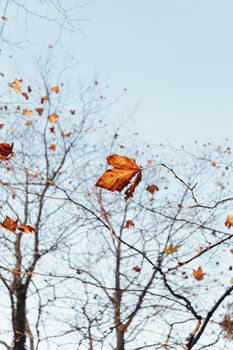 Group of autumnal and fall leaves over a clear blue background with copy space