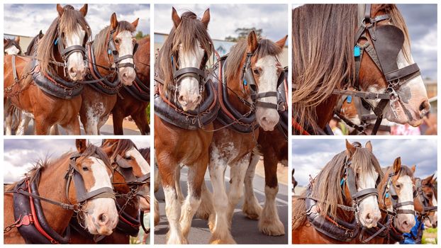 Collage Of Draft Horses In Street Parade