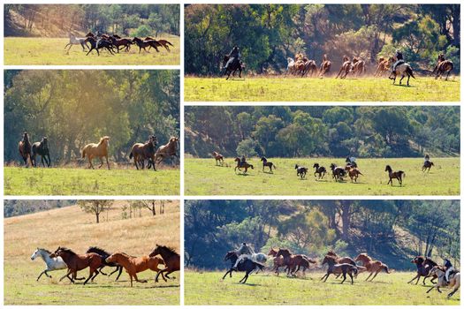 Collage Of Wild Horses Racing Across Country