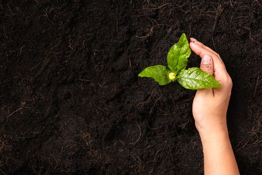Hand of a woman planting green small plant life on compost ferti