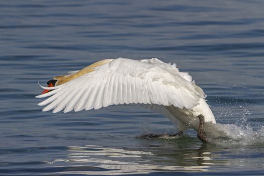 Mute swan, cygnus olor, landing