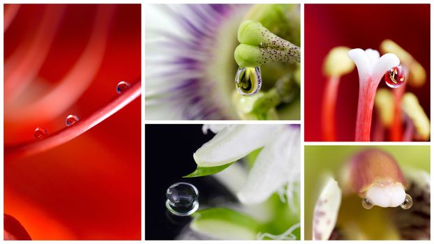 A Collage Of Macro Images Of Waterdrops On Flowers
