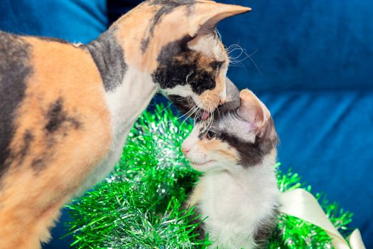Sphynx tricolor cat licks its kitten carefully. The kitten climbed into the Christmas wreath