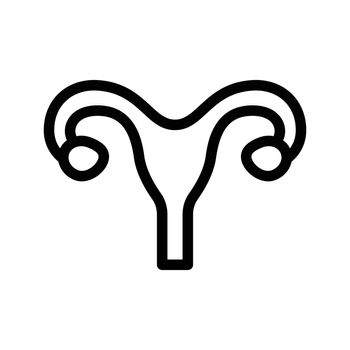 uterus 