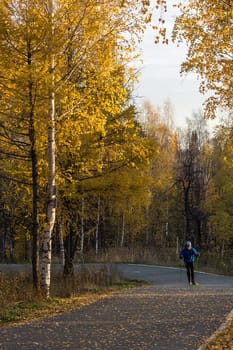 yellow birch leaves in park. Asphalt pavement in the park and birch trees.