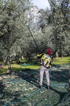 workers who harvest olive from the columns with hydraulic rakes