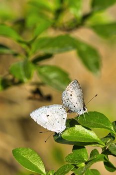 Gossamer-winged Butterfly, Royal Bardia National Park, Nepal