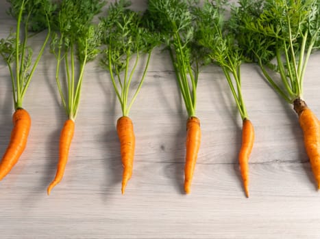 Fresh carrots only from the garden. Orange carrots with a green stem on a light background. Appetizing healthy vegetable