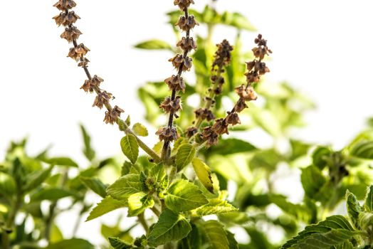 Holy basil with ripe seeds