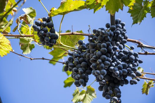 Dark grapes hang on a branch against a blue sky