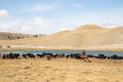 Yak herding in Kyrgyzstan