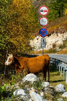 cow grazes on the side of the road near a road sign.