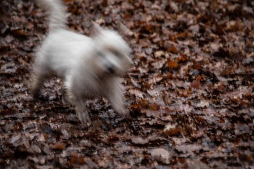 white little dog quickly runs
