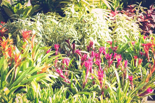 bromeliad urn plant growing in garden