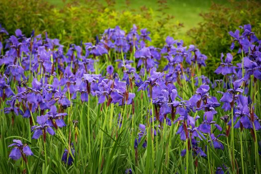 Selective focus shot of blooming Iris Versicolor flowers