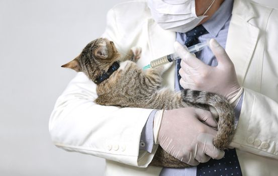 doctor holding cat and inject vaccine medicine into cat