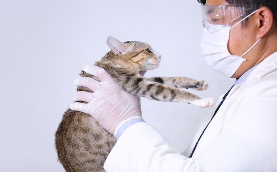 doctor holding cat and inject vaccine medicine into cat