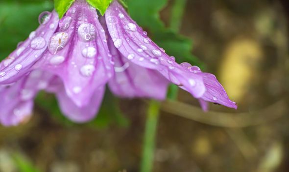 Purple flowers in the garden raindrop wet