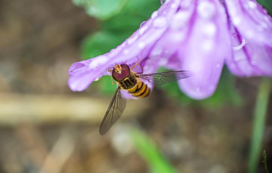 Purple flowers in the garden raindrop wet bee
