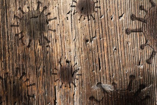 Wooden plank textures with some virus fossil visualization.