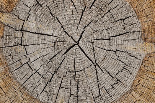 Background of old tree trunk cross section