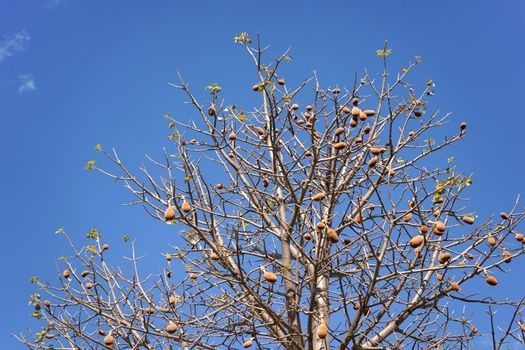 Looking up the baobab tree, only few leaves, but some fruits on branches, against clear blue sky
