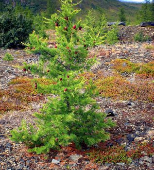 Young conifers in forest. Spruce in the taiga.