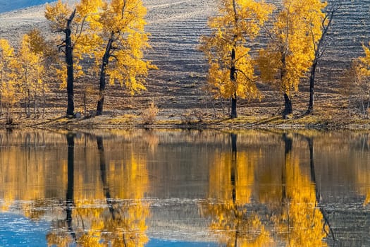 Golden autumn in forests of the Altai. Yellow trees in autumn near the reservoir.