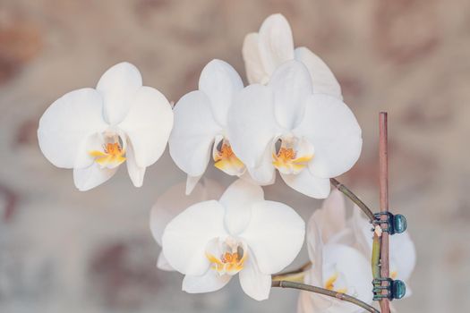 macro detail of romantic white orchid flower in garden with blurry bokeh background