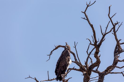 Majestic martial eagle perched on dead tree, Namibia Africa safari wildlife