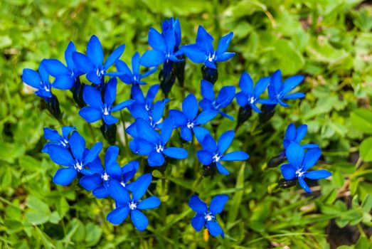 Blue Alpine flower from Switzerland Gentiana bavaria