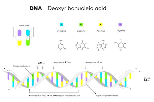 Molecular Structure Of DNA. Infographic Educational Vector Illustration