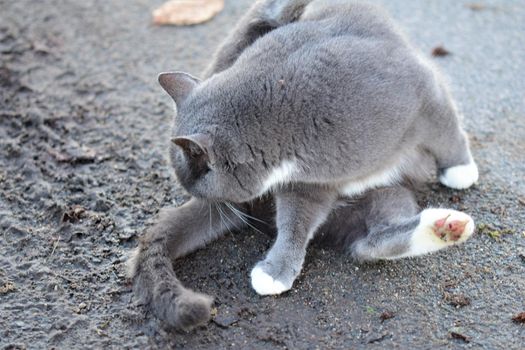 Grey cat sits on an aspalt road an leaks her back