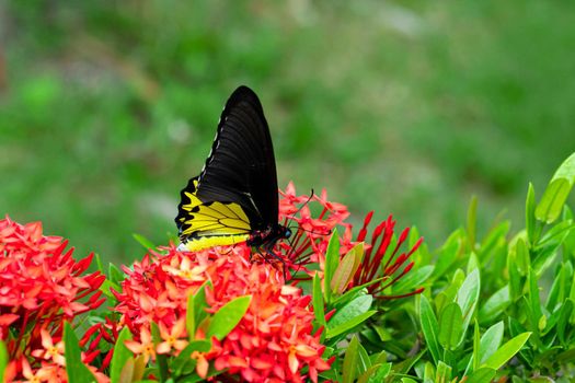 Tropical butterfly troides helena pollinates flowers in the garden