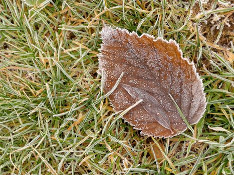 hoarfrost on fallen leaf in winter