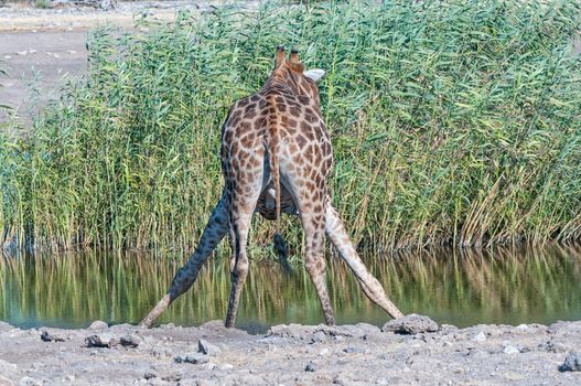Namibian giraffe drinking water in northern Namibia