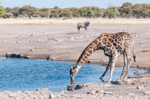 Namibian giraffe drinking water with an oryx watching